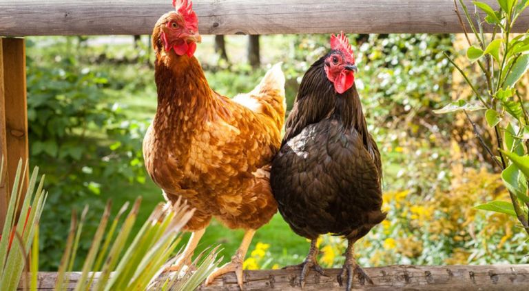 Comment faire pondre des gros œufs aux poules ?